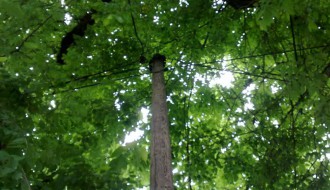 Drvo traži intervenciju nadležnih