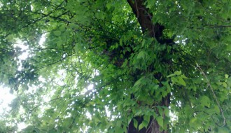 Drvo traži intervenciju nadležnih