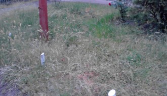 Zapuštena javna površina u Daruvarskoj na Paliću