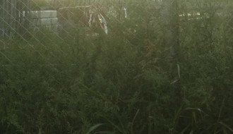 Plantaže ambrozije kod Prihvatnog centra za migrante