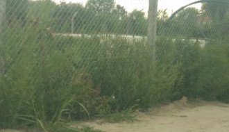 Plantaže ambrozije kod Prihvatnog centra za migrante