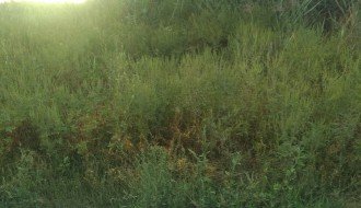 Plantaže ambrozije kod Prihvatnog centra za migrante