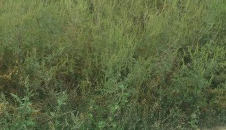 Plantaže ambrozije kod Prihvatnog centra za migrante