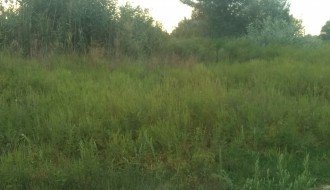 Plantaže ambrozije kod Prihvatnog centra za migrante