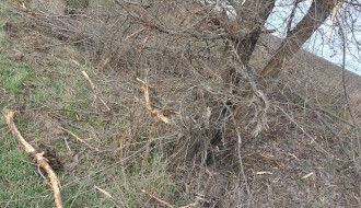 Orezivanje grana - deonica od Bajske pruge do Ljutova