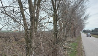 Orezivanje grana - deonica od Bajske pruge do Ljutova