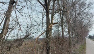 Orezivanje grana - deonica od Bajske pruge do Ljutova
