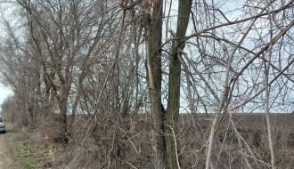 Orezivanje grana - deonica od Bajske pruge do Ljutova