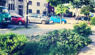 Problem sa parking mestom u centru (grane padaju)