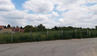 Plantaža ambrozije na Prozivci (kod bivšeg Vitoroga)