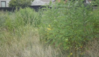 Bara između Travničke i Doža Đerđa (Ambrozija)