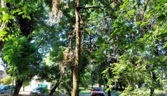 Suvo stablo u Dudovoj šumi pored trim staze