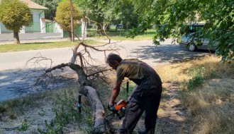 Suvo stablo u Dudovoj šumi pored trim staze