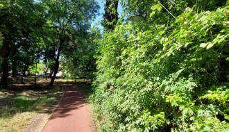 Suvo stablo u Dudovoj šumi pored trim staze