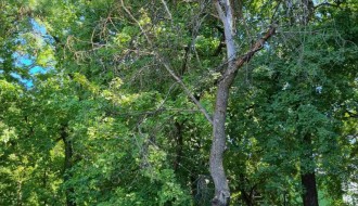 Suvo stablo u Dudovoj šumi pored trim staze