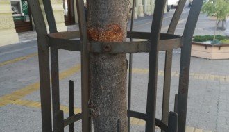 Zaštitna ograda oko lipa u centru urezuje se u stablo