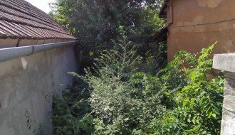 Ambrozija u centru grada (Ptujska ulica)