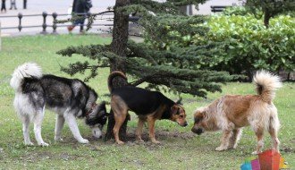 Kada će nadležni da reaguju na pojavu sve većeg broja pasa na ulicama našeg grada?