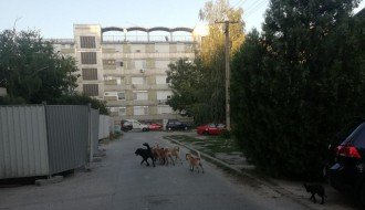 Čopor pasa lutalica na Radijalcu