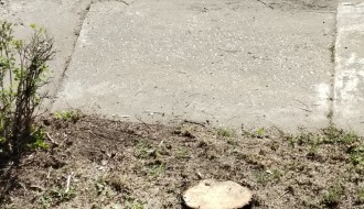 Pohvala za JKP "Čistoća i zelenilo" (uklanjanje drveta i uređenje zelene površine)