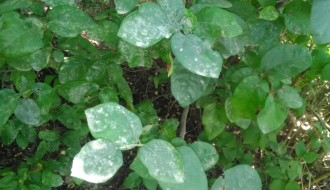 Nesavestan odnos prema meštanima Tavankuta