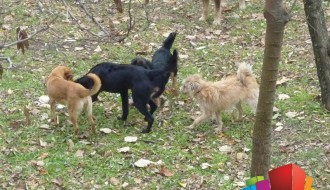 Psi lutalice napadaju prolaznike kod firme Borzal - u Aleksandrovu