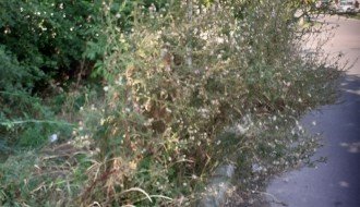 Čija je "prva kasarna" na Palićkom putu, ko treba da brine o njoj?