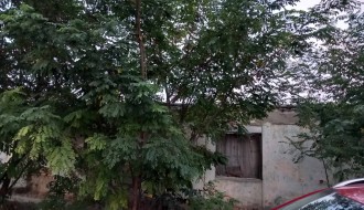 Džungla u Ulici Koste Racina