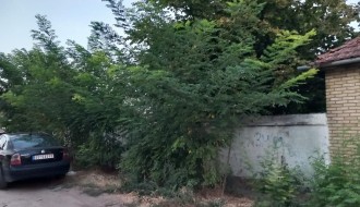 Džungla u Ulici Koste Racina