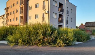 Nova zgrada na Karađorđevom putu zarasla u ambroziju i drugi korov