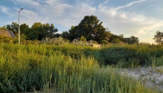 Nova zgrada na Karađorđevom putu zarasla u ambroziju i drugi korov