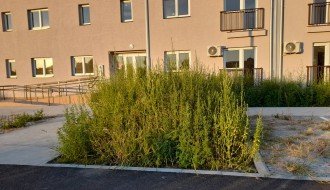 Nova zgrada na Karađorđevom putu zarasla u ambroziju i drugi korov