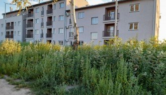 Nova zgrada na Karađorđevom putu zarasla u ambroziju i drugi korov