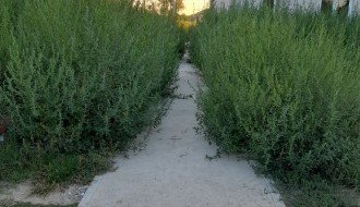 Nova zgrada na Karađorđevom putu zarasla u ambroziju i drugi korov