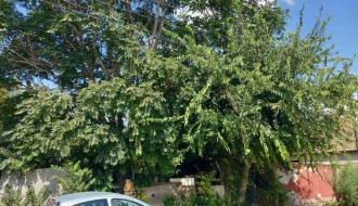 Zapuštena kuća u Bore Stankovića