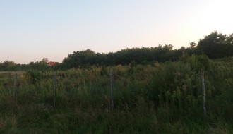 Ambrozija u novom delu naselja Kertvaroš