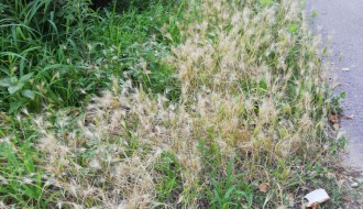 Zapostavljene ulice u Subotici, korov do kolena!