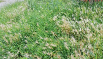 Zapostavljene ulice u Subotici, korov do kolena!