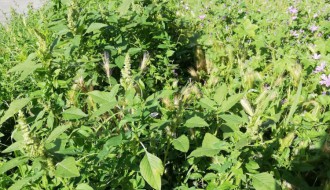 Zapostavljene ulice u Subotici, korov do kolena!