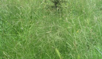 Košenje trave na igralištu u MZ "Mali Bajmok"