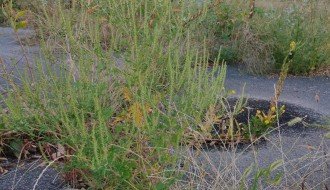 Teren u ulici Koste Abrašević zapušten i obrastao u korov i ambroziju