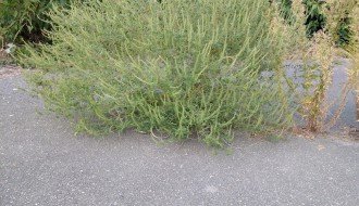 Teren u ulici Koste Abrašević zapušten i obrastao u korov i ambroziju