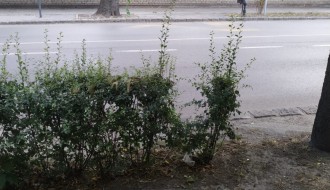 Strogi centar, a nema kante za smeće (Zmaj Jovina ulica)