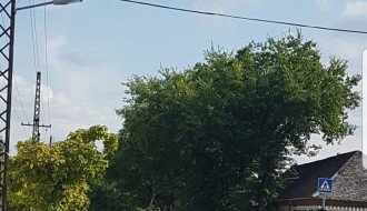 Semafor kod škole Sečenji Ištvan nije vidljiv od lišća i grana