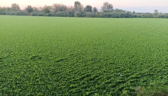 Prvi sektor na Palićkom jezeru prekriven  travom