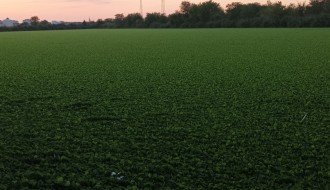 Prvi sektor na Palićkom jezeru prekriven  travom