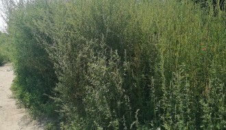 Ambrozija, neprohadna Kosovska ulica, nekontrolisani radovi brze pruge