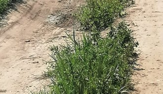 Ambrozija, neprohadna Kosovska ulica, nekontrolisani radovi brze pruge