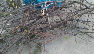 Selekcija odnošenja smeća?