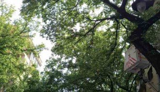 Visi poveća grana sa drveta, pašće na nekoga ili na nešto! (Đure Đakovića)